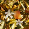 Tygar -Bvlgari – Image 2